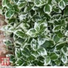 Euonymus Fortunei 'Emerald Gaiety' -Cheap Tree Foliage Store euon emeg