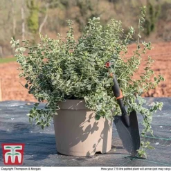 Euonymus Fortunei 'Emerald Gaiety' -Cheap Tree Foliage Store euon gai