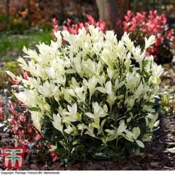 Euonymus Japonicus 'Himalaya'