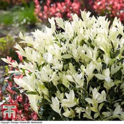 Euonymus Japonicus 'Himalaya' -Cheap Tree Foliage Store euon hima3