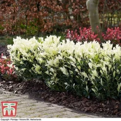 Euonymus Japonicus 'Himalaya' -Cheap Tree Foliage Store euon hima4