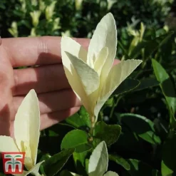 Euonymus Japonicus 'Himalaya' -Cheap Tree Foliage Store euon hima5