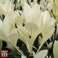 Euonymus Japonicus 'Himalaya' -Cheap Tree Foliage Store euon hima6