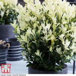 Euonymus Japonicus 'Himalaya' -Cheap Tree Foliage Store euon hima7