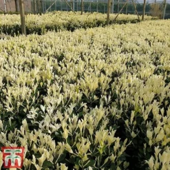 Euonymus Japonicus 'Himalaya' -Cheap Tree Foliage Store euon hima8