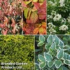 Evergreen Patio Shrub Collection 2 Evergreen Patio Shrub Collection -Cheap Tree Foliage Store evergreen coll