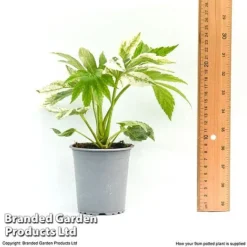 Fatsia Japonica 'Spiders Web' -Cheap Tree Foliage Store fatsia1