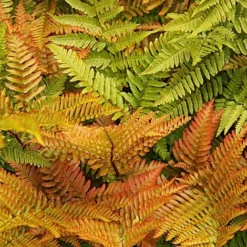 Fern Hardy Collection -Cheap Tree Foliage Store fern NOW1