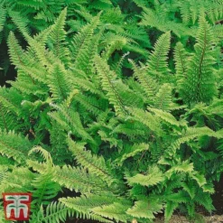 Fern Hardy Collection -Cheap Tree Foliage Store fern11