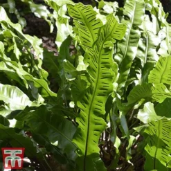 Fern Hardy Collection -Cheap Tree Foliage Store fern31