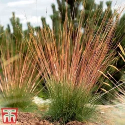 Festuca 'Sunrise' -Cheap Tree Foliage Store fest sun