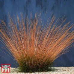 Festuca 'Sunrise' -Cheap Tree Foliage Store fest sun2
