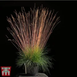 Festuca 'Sunrise' -Cheap Tree Foliage Store fest sun3