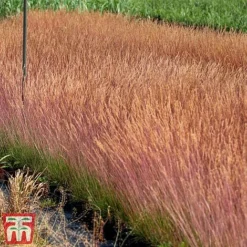 Festuca 'Sunrise' -Cheap Tree Foliage Store fest sun4