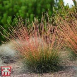 Festuca 'Sunrise' -Cheap Tree Foliage Store fest sun6