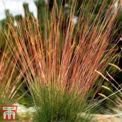 Festuca 'Sunrise' -Cheap Tree Foliage Store fest sun7