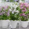 Syringa Flowerfesta® Collection -Cheap Tree Foliage Store fftri