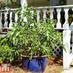 Fig 'Little Miss Figgy' -Cheap Tree Foliage Store fig little
