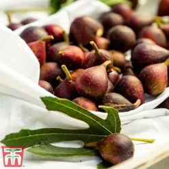 Fig 'Little Miss Figgy' -Cheap Tree Foliage Store fig little3