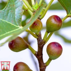 Fig 'Little Miss Figgy' -Cheap Tree Foliage Store fig little4