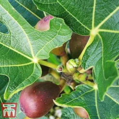 Fig 'Little Miss Figgy' -Cheap Tree Foliage Store fig little5
