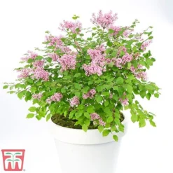 Lilac Dwarf 'Flowerfesta® Pink' -Cheap Tree Foliage Store flow1