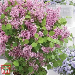 Lilac Dwarf 'Flowerfesta® Pink' -Cheap Tree Foliage Store flowd