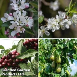 Mini Orchard Collection -Cheap Tree Foliage Store flower5