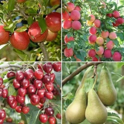 Mini Orchard Collection -Cheap Tree Foliage Store fruit NOW1