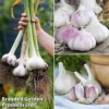 Garlic Trio Collection -Cheap Tree Foliage Store garlic trio