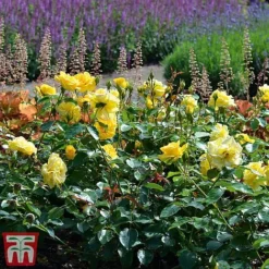 Rose 'Precious Gold' (Floribunda Rose) -Cheap Tree Foliage Store gold21
