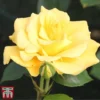 Rose 'Precious Gold' (Floribunda Rose) -Cheap Tree Foliage Store gold31