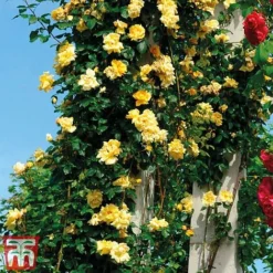 Rose 'Golden Showers' (Climbing) -Cheap Tree Foliage Store golden