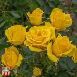 Rose 'Grandma's Rose' (Floribunda Rose) -Cheap Tree Foliage Store gran2
