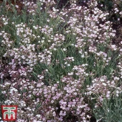 Everlasting Perennial Collection -Cheap Tree Foliage Store gypsophila rosea2