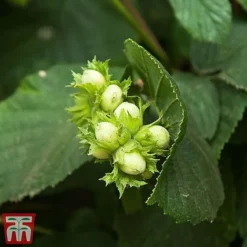 Truffle Tree - Hazel Kentish Cob -Cheap Tree Foliage Store haze kent3