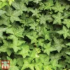 Hedera Hibernica -Cheap Tree Foliage Store hede