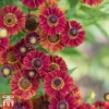 Helenium Autumnale 'Red Shades' 2 Helenium Autumnale 'Red Shades' -Cheap Tree Foliage Store hele autumn