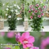 Hibiscus 'Flower Tower Collection' -Cheap Tree Foliage Store hibi tower