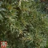 Hippophae Rhamnoides 'Hikul' -Cheap Tree Foliage Store hipp hik