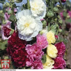 Everlasting Perennial Collection -Cheap Tree Foliage Store hollyhock chatersmixed3