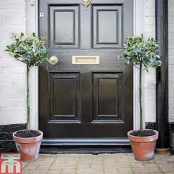 Holly 'Golden King' (Standard Tree) 11 Holly 'Golden King' (Standard Tree) -Cheap Tree Foliage Store hols1