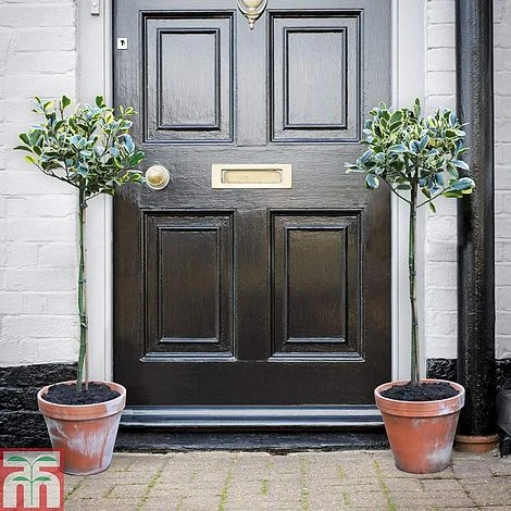 Holly 'Golden King' (Standard Tree) 7 Holly 'Golden King' (Standard Tree) - Image 5