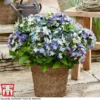 Hydrangea Macrophylla 'Lady Mata Hari Blue' (Royalty Collection) -Cheap Tree Foliage Store hyd blue T
