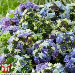 Hydrangea Macrophylla 'Lady Mata Hari Blue' (Royalty Collection) -Cheap Tree Foliage Store hyd blue T3