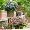 Hydrangea Macrophylla 'Lady Mata Hari Duo' (Royalty Collection) -Cheap Tree Foliage Store hyd duo T