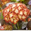 Hydrangea Macrophylla 'Light My Fire' -Cheap Tree Foliage Store hyd light T
