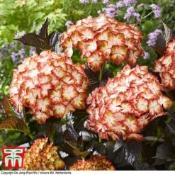 Hydrangea Macrophylla 'Light My Fire' -Cheap Tree Foliage Store hyd light T4