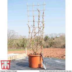 Hydrangea Petiolaris -Cheap Tree Foliage Store hyd pet1