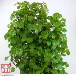 Hydrangea Petiolaris -Cheap Tree Foliage Store hydr peti